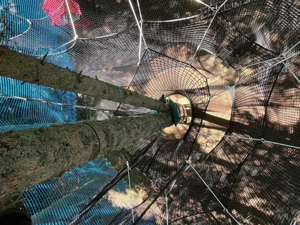 Installation filets dans les arbres