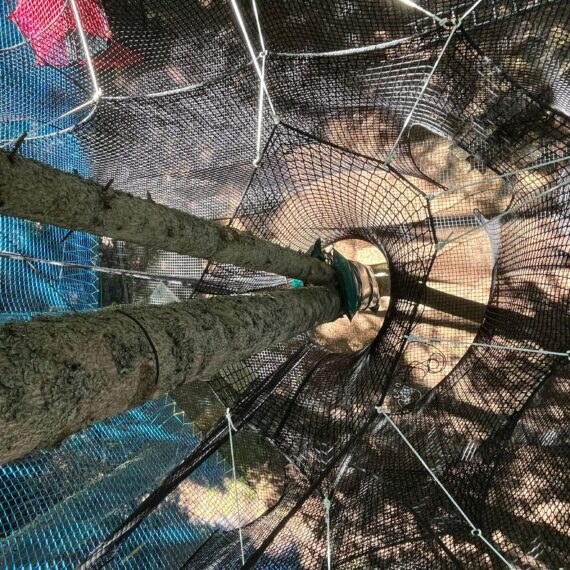 Tree net installation
