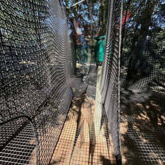 EVER MORE EXPERTISE IN TRAMPÔFOREST NET COURSES